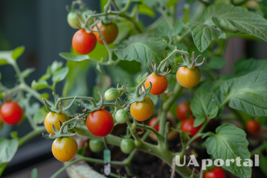 Вирощування помідорів без ґрунту