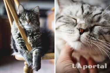 Как коты мурчат