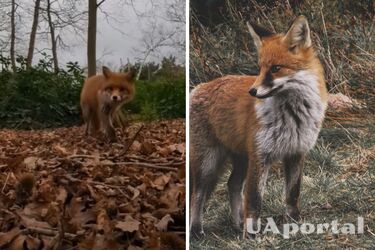 В Британии лиса похитила телефон и сделала селфи (видео)