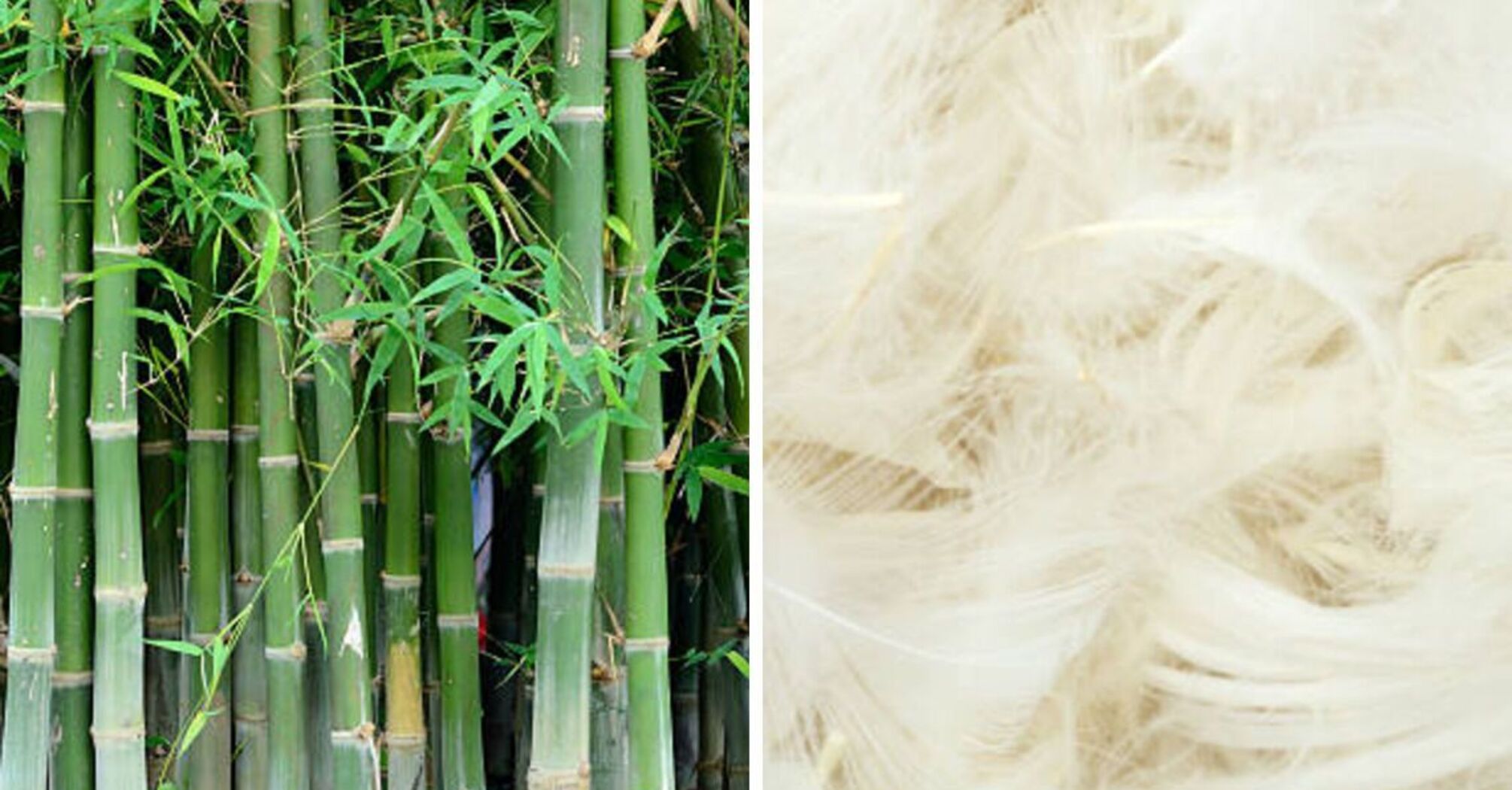 Бамбук чи пух: вироби з якого матеріалу краще купувати