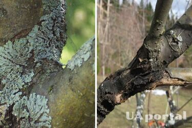 Чому засихають фруктові дерева