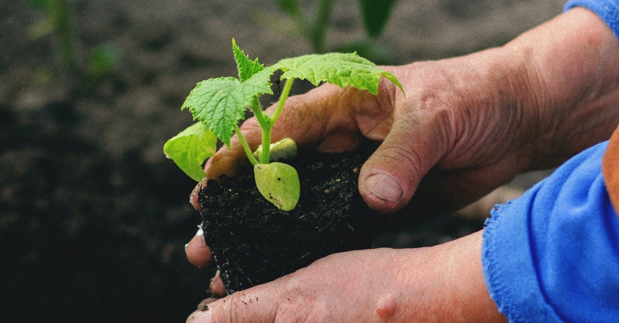 Как вырастить крепкую рассаду: 5 советов от опытных хозяек