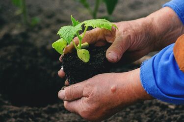 Как вырастить крепкую рассаду: 5 советов от опытных хозяек