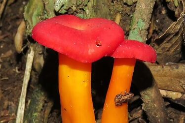 Scientists find the world's tiniest vertebrate (photo)