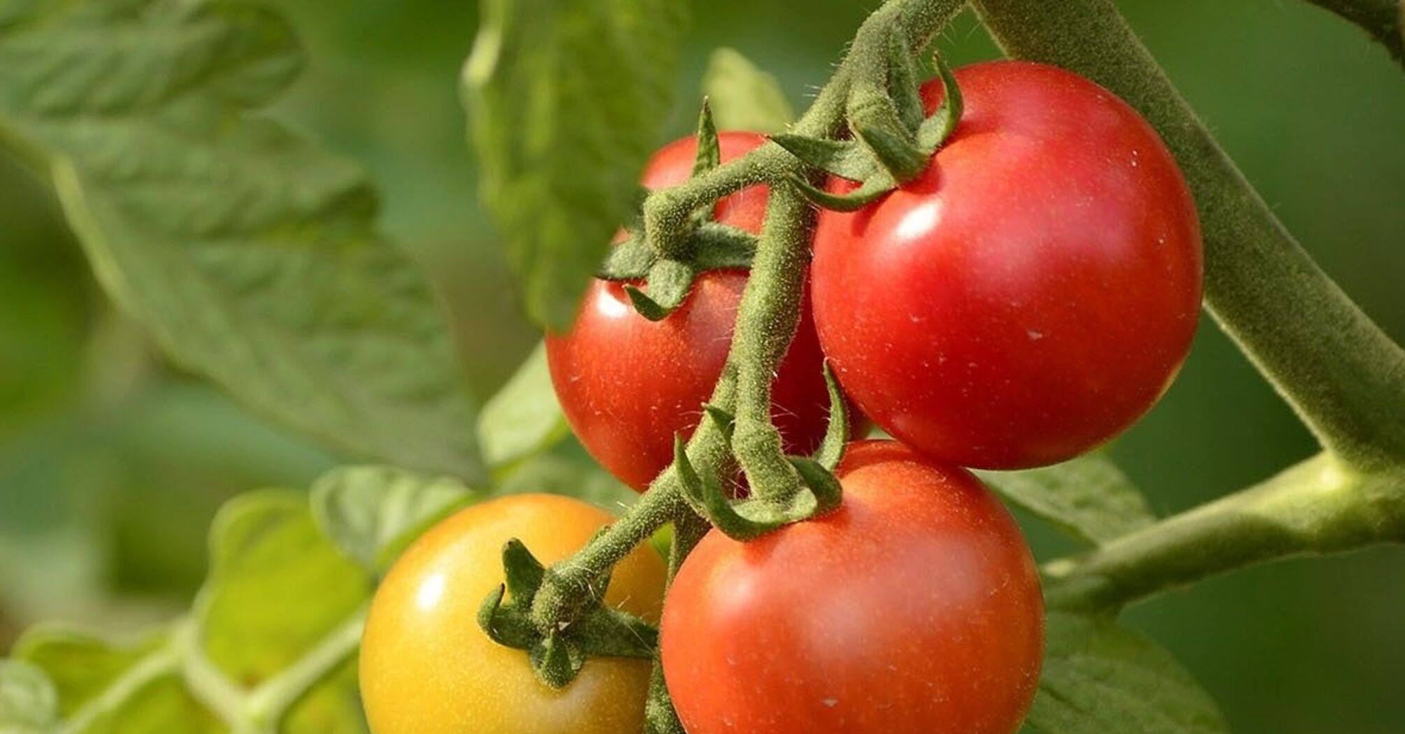 Секрет больших томатов