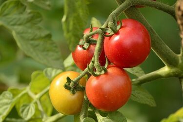 Секрет великих томатів