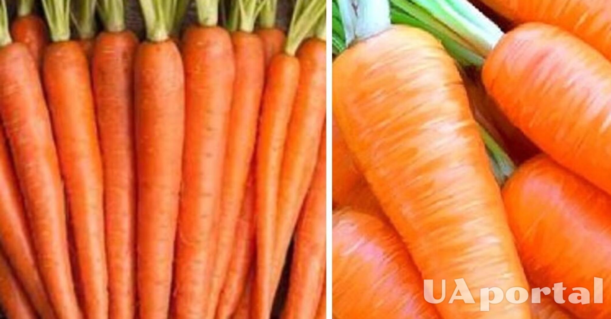 Як висіяти моркву, щоб проросла швидко: лайфхак з киселем 