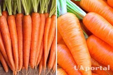 Как высеять морковь, чтобы проросла быстро: лайфхак с киселем