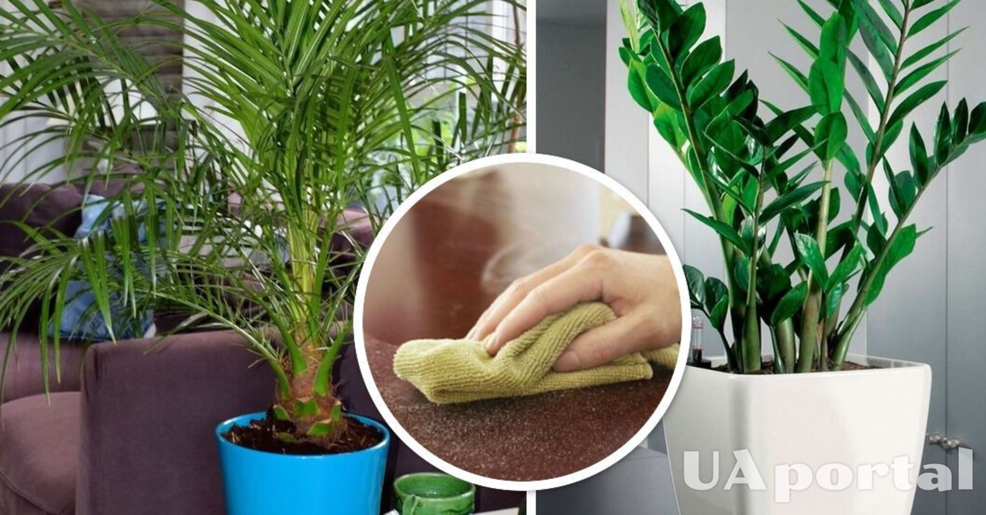 Лучшие комнатные растения для 'притягивания и улавливания пыли' в вашем доме