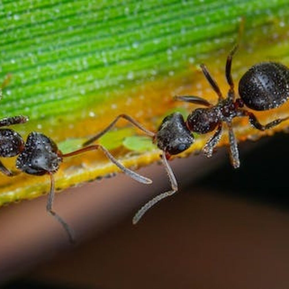 З'явились мурахи: поради для ефективної боротьби зі шкідниками 