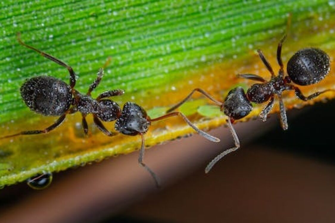 З'явились мурахи: поради для ефективної боротьби зі шкідниками 