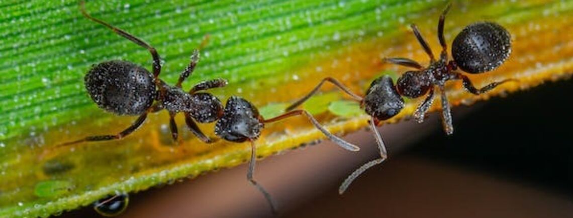 Появились муравьи: советы по эффективной борьбе с вредителями