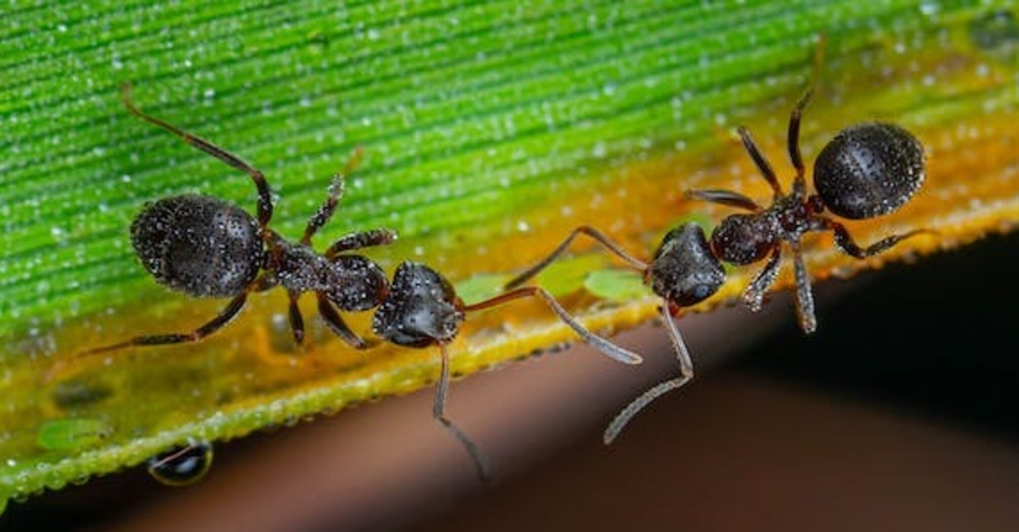 Появились муравьи: советы по эффективной борьбе с вредителями