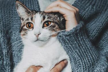 Is it true that cats heal: what scientists say