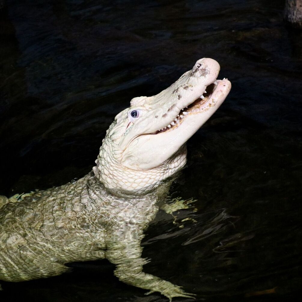 Rare white alligator rescued in the United States after being injured by tourists' coins (photo)