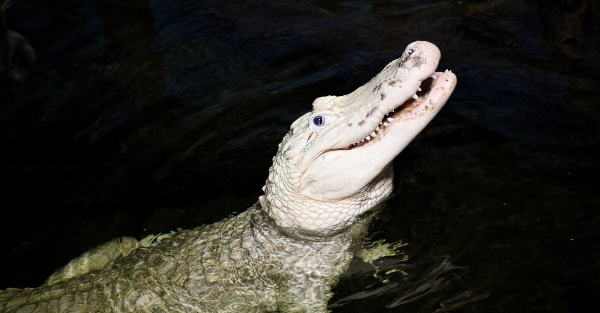 Rare white alligator rescued in the United States after being injured by tourists' coins (photo)