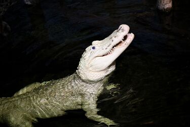 Rare white alligator rescued in the United States after being injured by tourists' coins (photo)