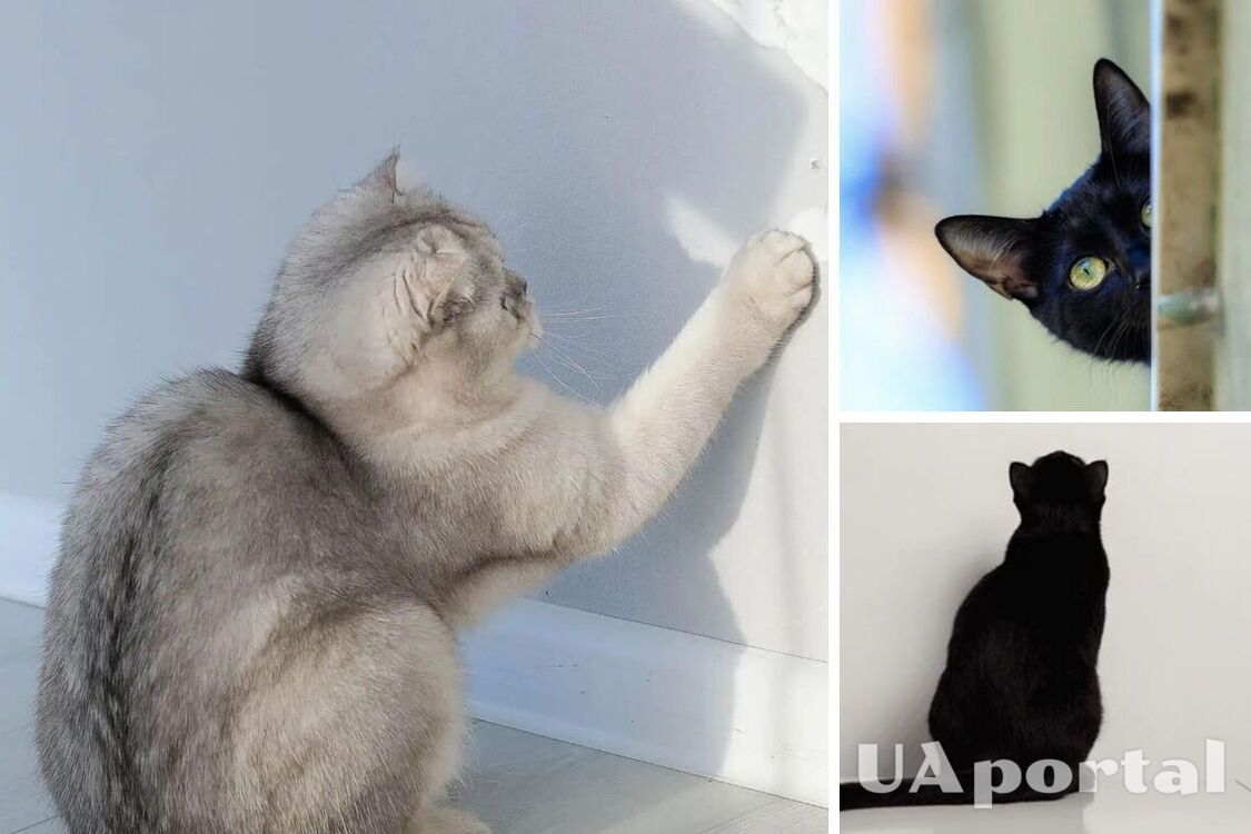 Кот сидит и смотрит на стену, будто там что-то есть: ветеринары объяснили жуткую привычку животных