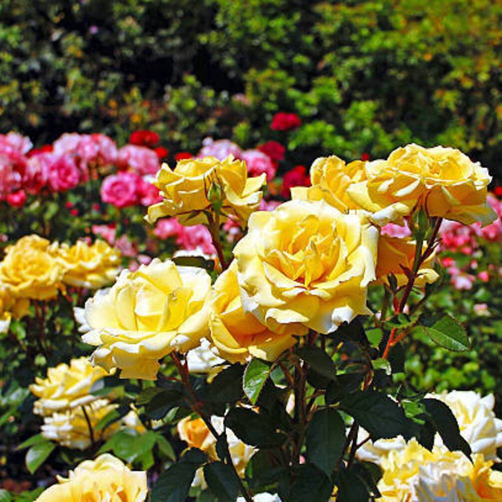 Какие растения лучше посадить рядом с розами: полезные советы