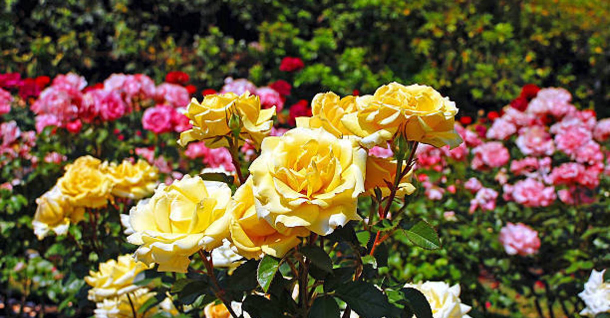 Какие растения лучше посадить рядом с розами: полезные советы