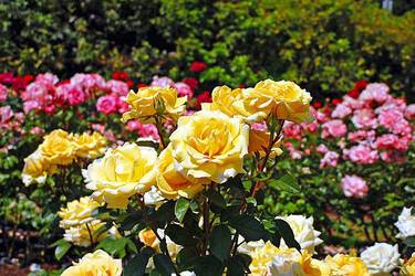 Поради щодо рослин для троянд