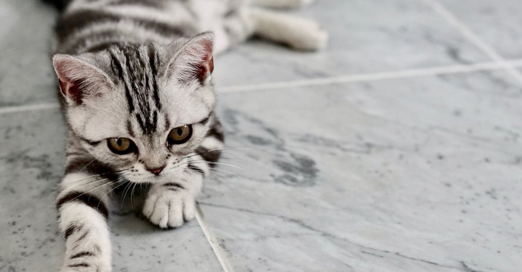 Шість причин, чому ваше кошеня постійно плаче