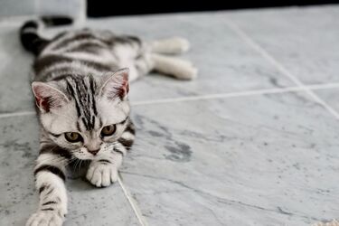 Шість причин, чому ваше кошеня постійно плаче