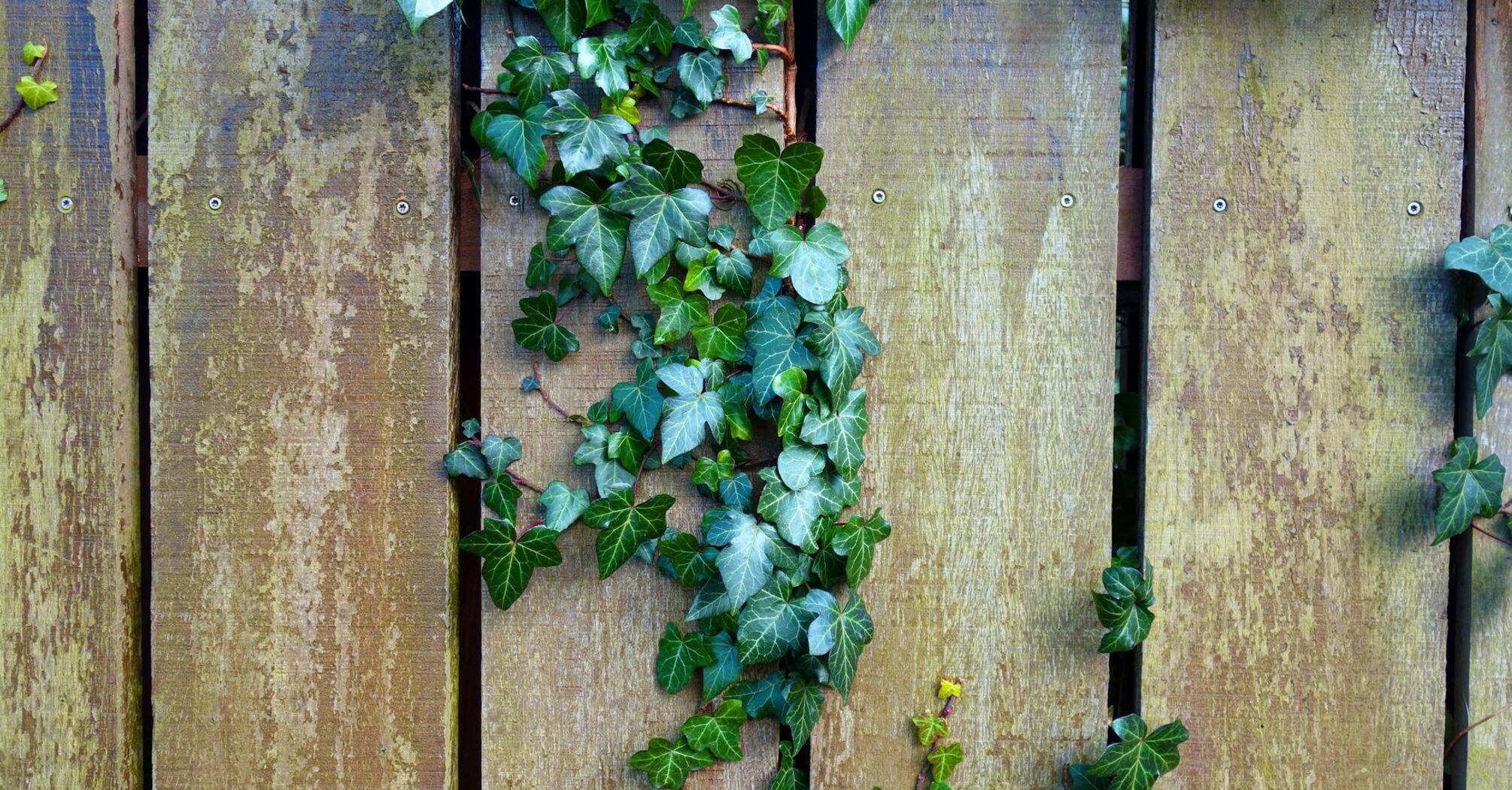 How to remove ivy permanently