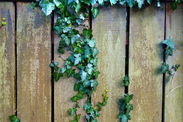 How to remove ivy permanently