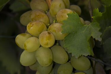 Аркадія – перлина нагородників