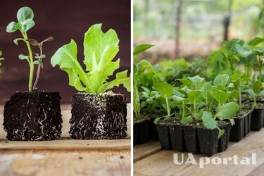Будет крепкой и устойчивой к заболеваниям: чем подкормить рассаду перца и помидоров