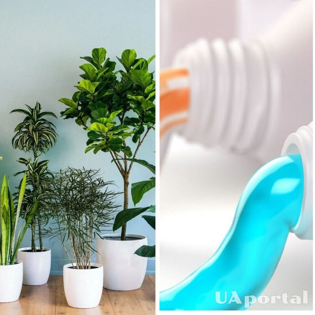 Зубна паста для пишних квітів: як легко оздоровити кімнатні рослини