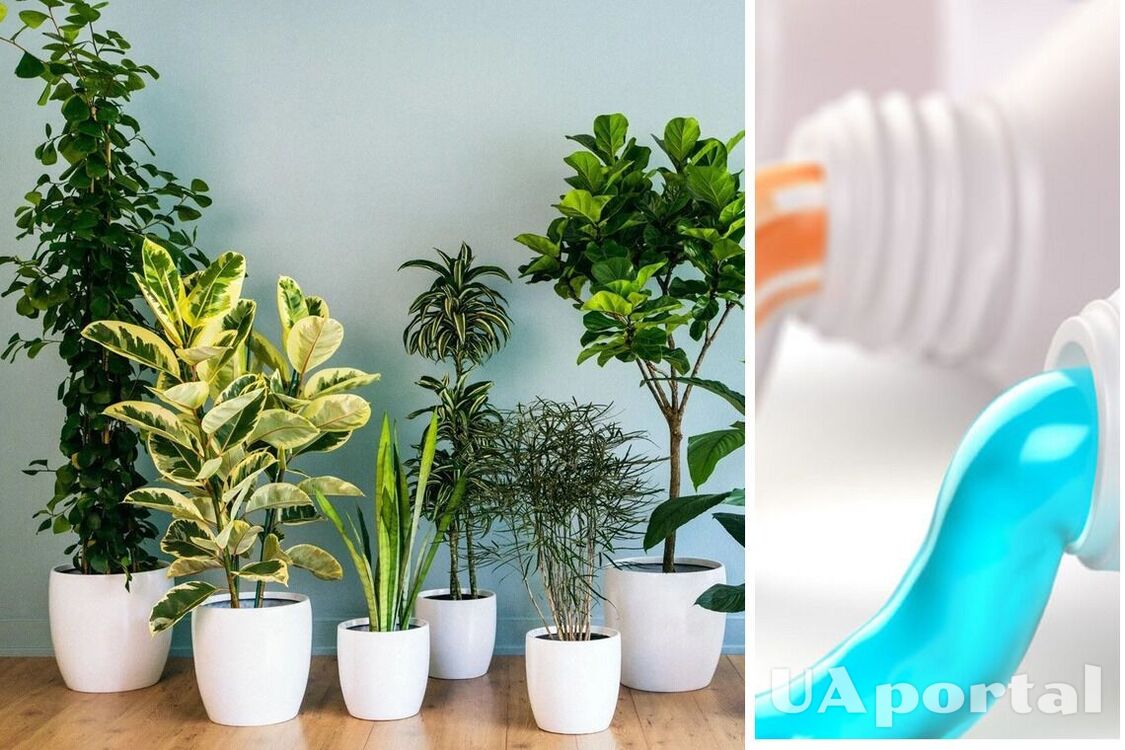Зубная паста для пышных цветов: как легко оздоровить комнатные растения
