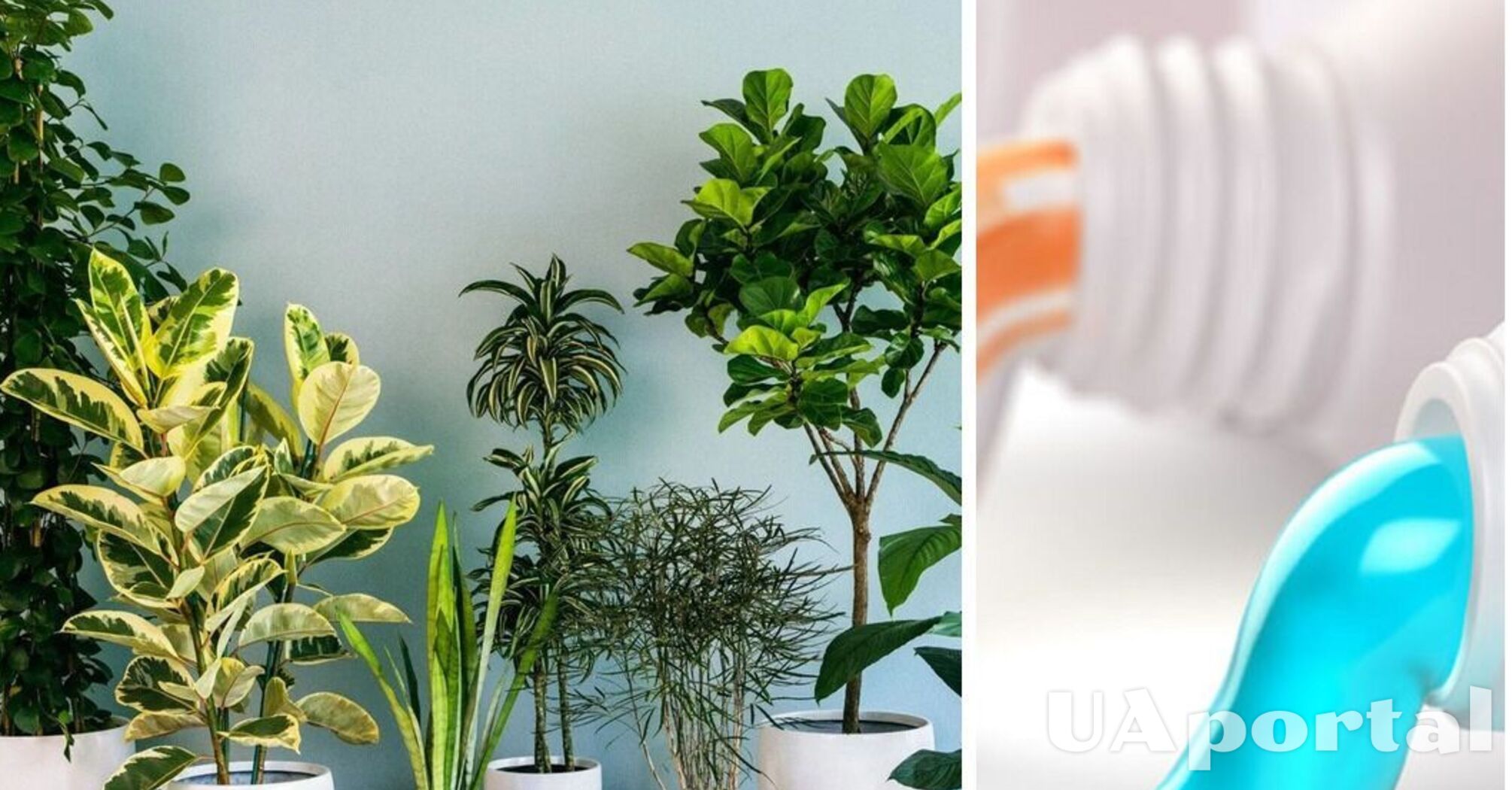 Зубна паста для пишних квітів: як легко оздоровити кімнатні рослини