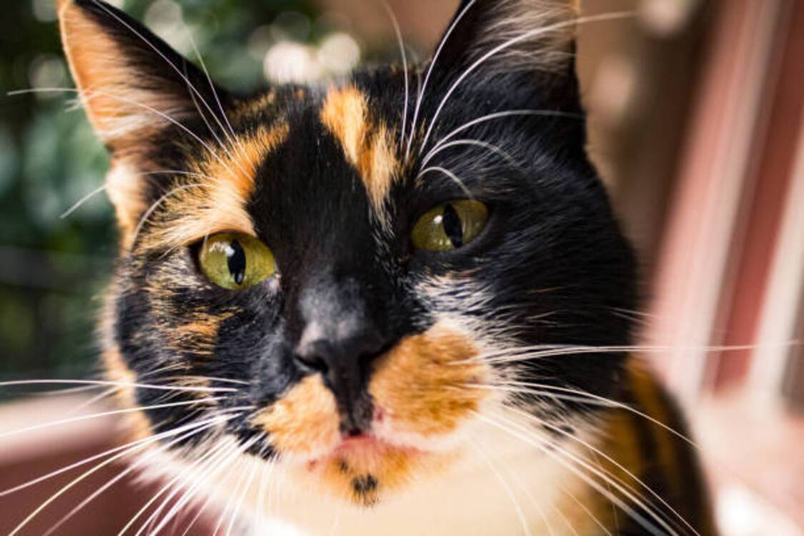 Триколірні коти: містичні вірування, пов'язані з удачею
