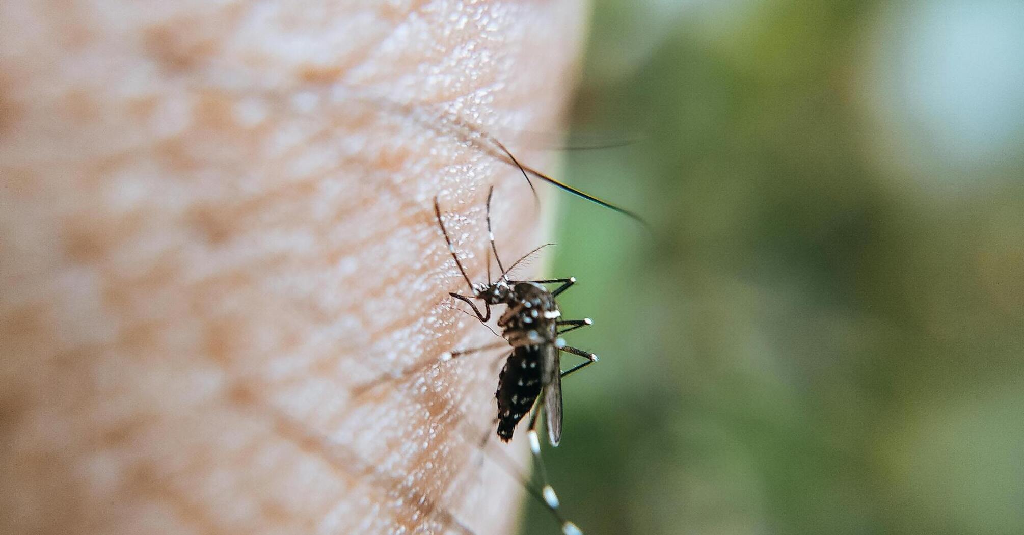 Микробиом кожи можно использовать как средство от комаров – ученые