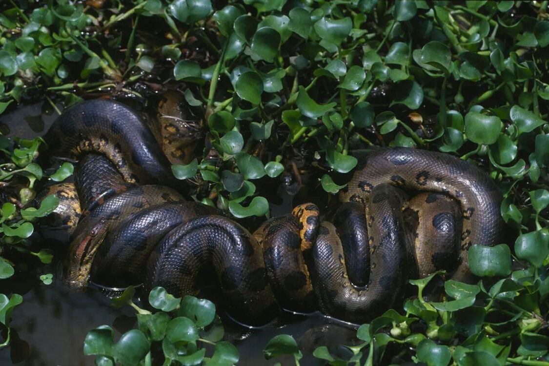Гігантську змію знайшли у лісах Амазонки завдяки зйомкам фільму з Віллом Смітом (фото та відео)