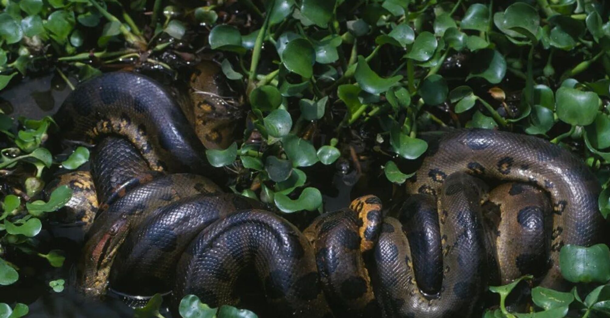 Гигантскую змею нашли в лесах Амазонки благодаря съемкам фильма с Уиллом Смитом (фото и видео)
