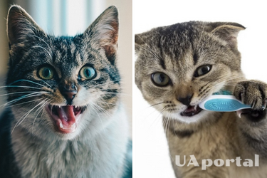 He needs a dentist too: how to brush your cat's teeth properly