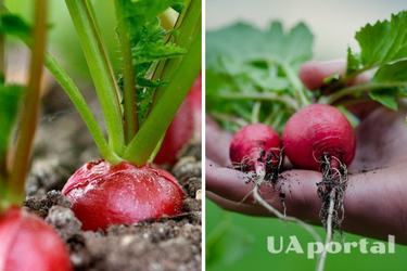 На зависть всем соседям: как правильно сажать и выращивать редис