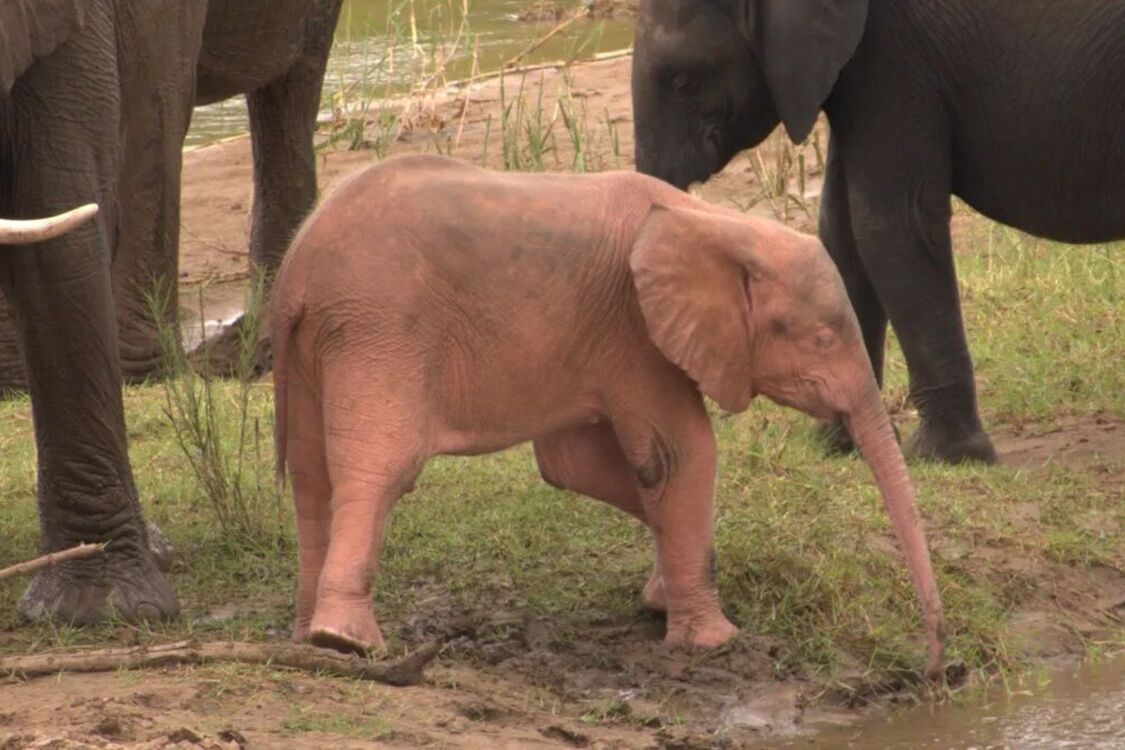 В Южной Африке заметили редкостного розового слоненка-альбиноса (фото)