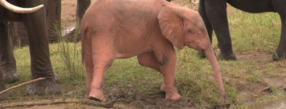 У Південній Африці помітили рідкісне рожеве слоненя-альбінос (фото)