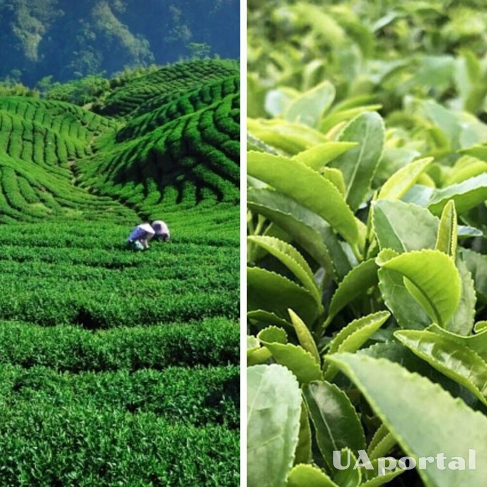 Китайські вчені виявили від чого залежить смак чаю