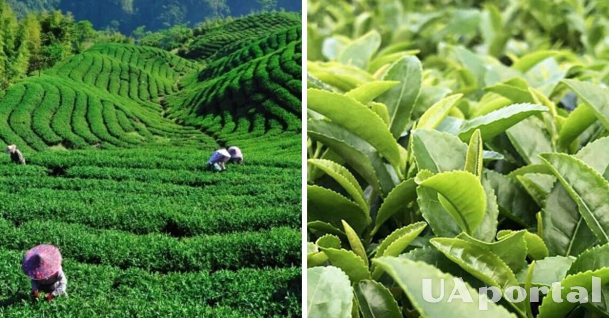 Китайські вчені виявили від чого залежить смак чаю