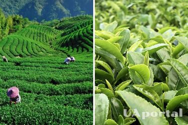 What affects the taste of tea