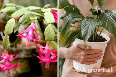Which houseplants should not be placed on the windowsill