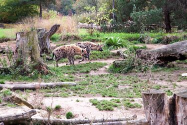 Гієни-людожери тероризують місто у Кенії