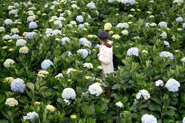 Experts named the best place to plant hydrangeas this spring