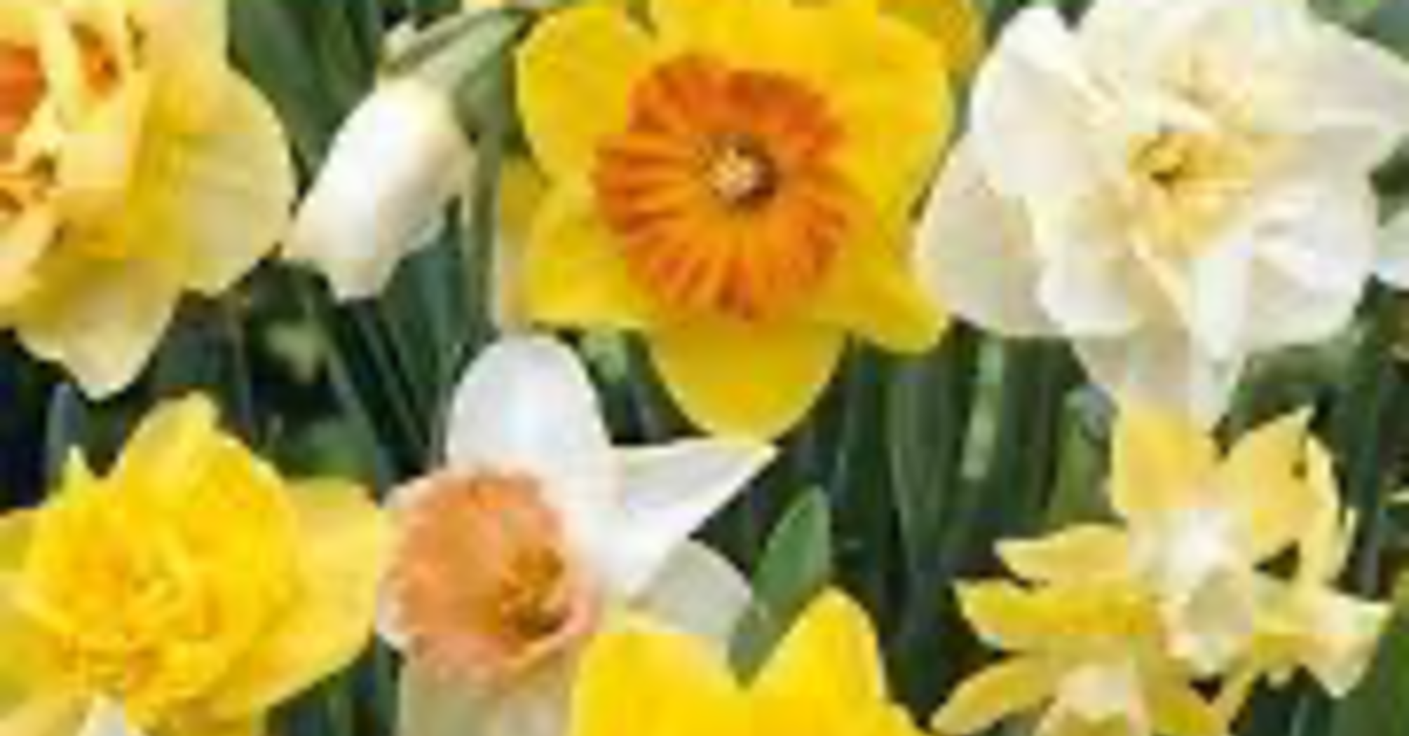 Wood ash and organic fertilizers: top 4 ways to care for daffodils in spring