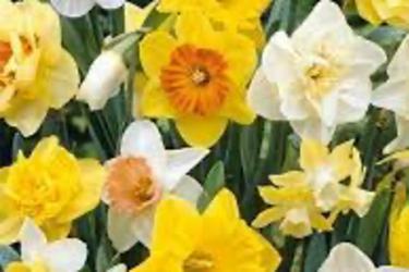Wood ash and organic fertilizers: top 4 ways to care for daffodils in spring
